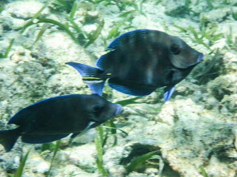 صورة Acanthurus coeruleus Bloch & Schneider 1801