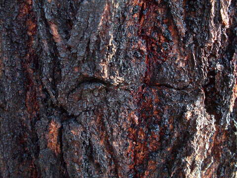 Image of red ironbark