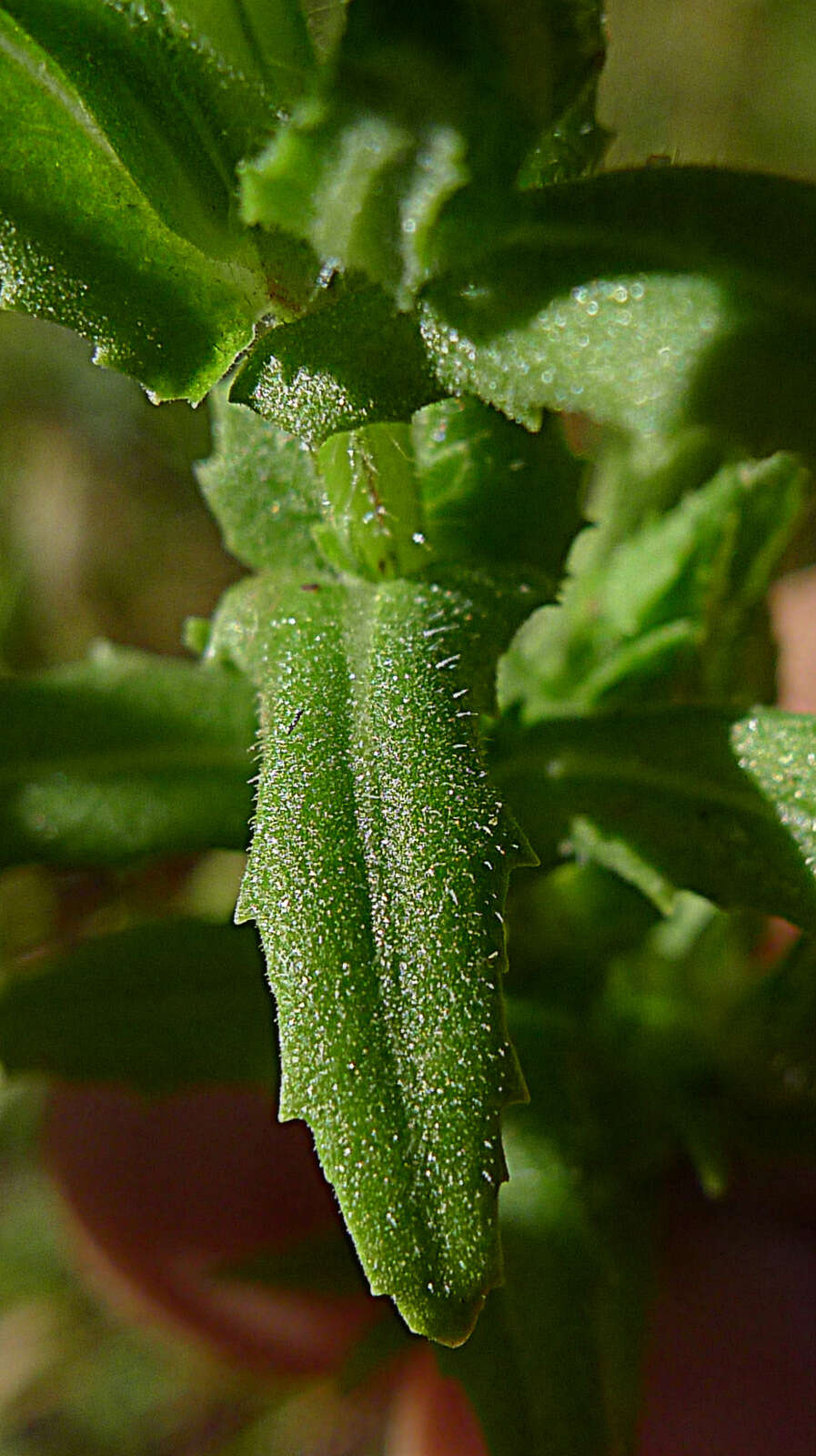 Слика од Stemodia maritima L.