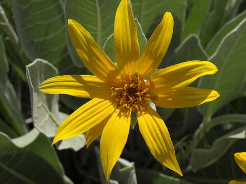 Image of woolly mule-ears