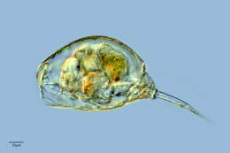 Image of Lecanidae