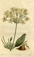 Image de Pelargonium radicatum Vent.