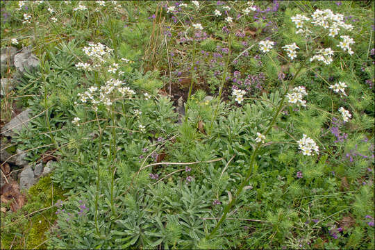 Imagem de Saxifraga hostii subsp. hostii