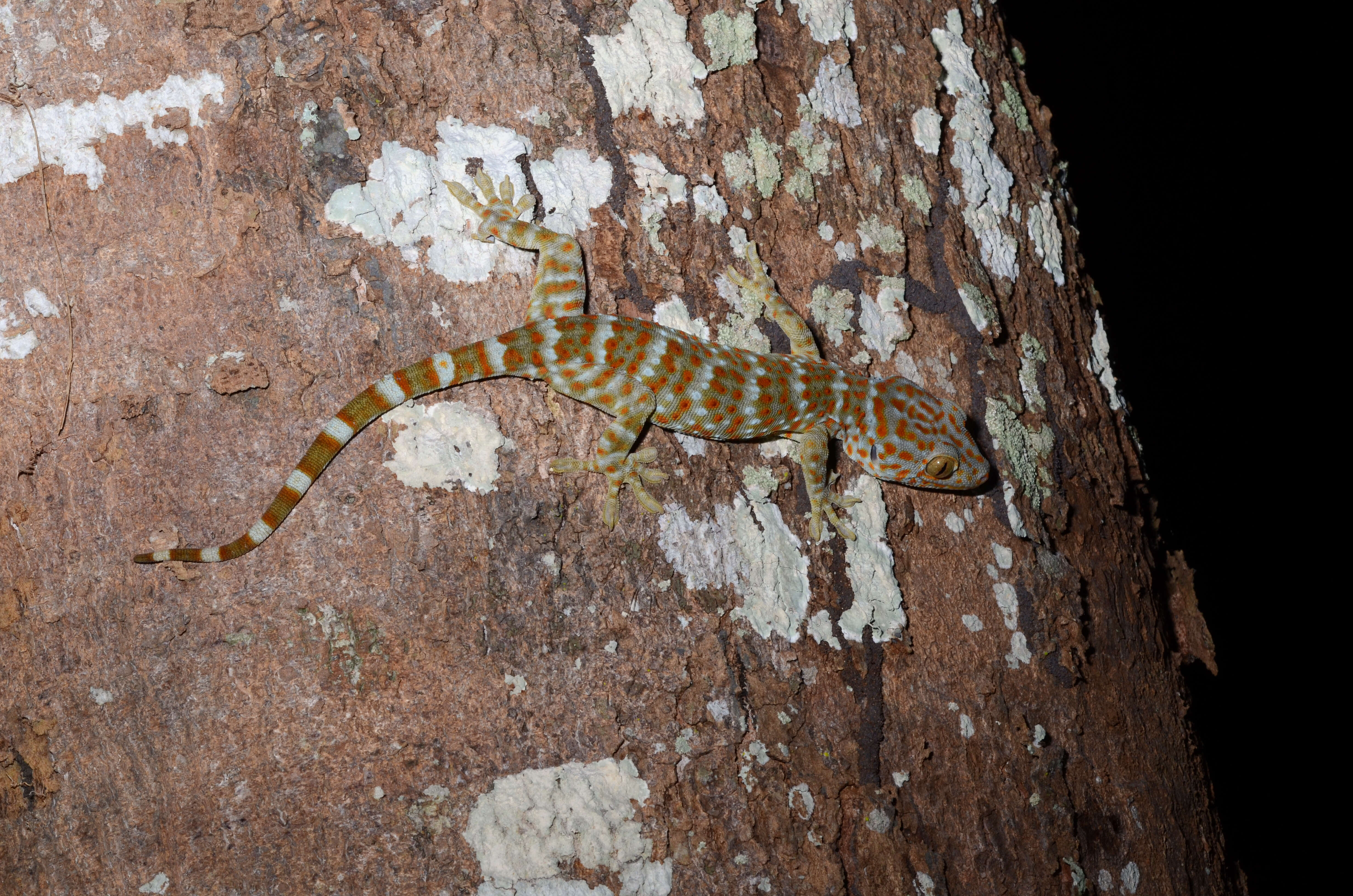 Sivun Gekko gecko (Linnaeus 1758) kuva