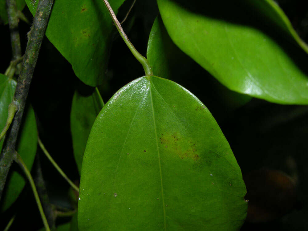 Image of Anomospermum reticulatum (C. Martius) Eichler