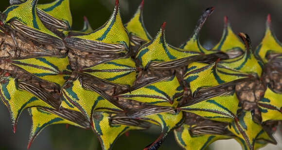 Image of Thorn Treehopper