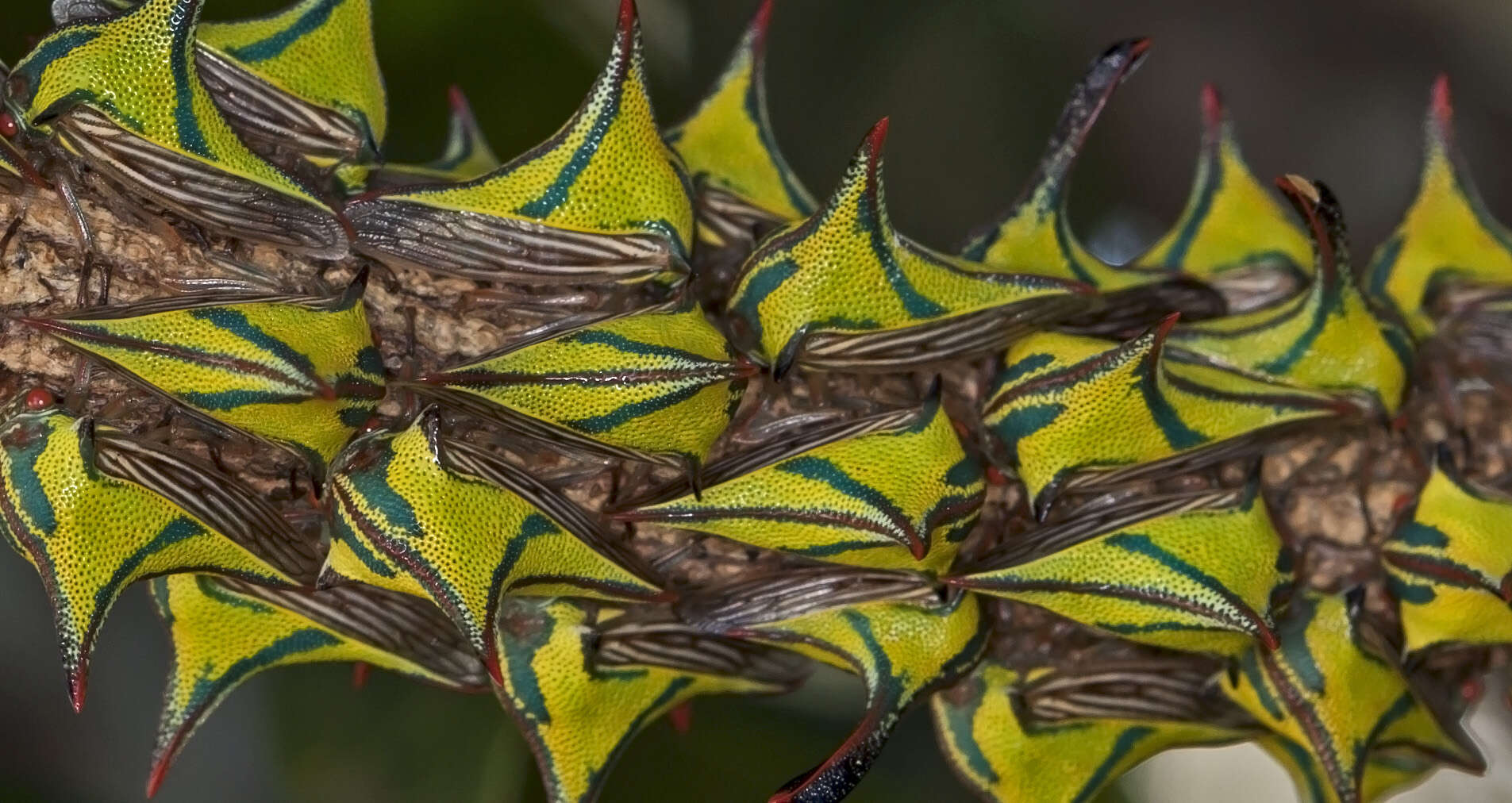 Image of Umbonia