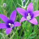 Image de Campanula lusitanica Loefl.