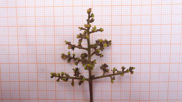 Image of Zanthoxylum petiolare A. St.-Hil. & Tul.