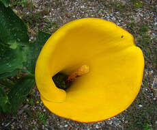 Image of Zantedeschia jucunda Letty