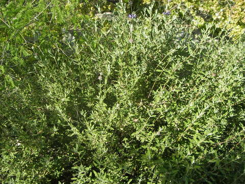 Image of fragrant sage