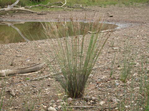 Juncus usitatus L. A. S. Johnson resmi