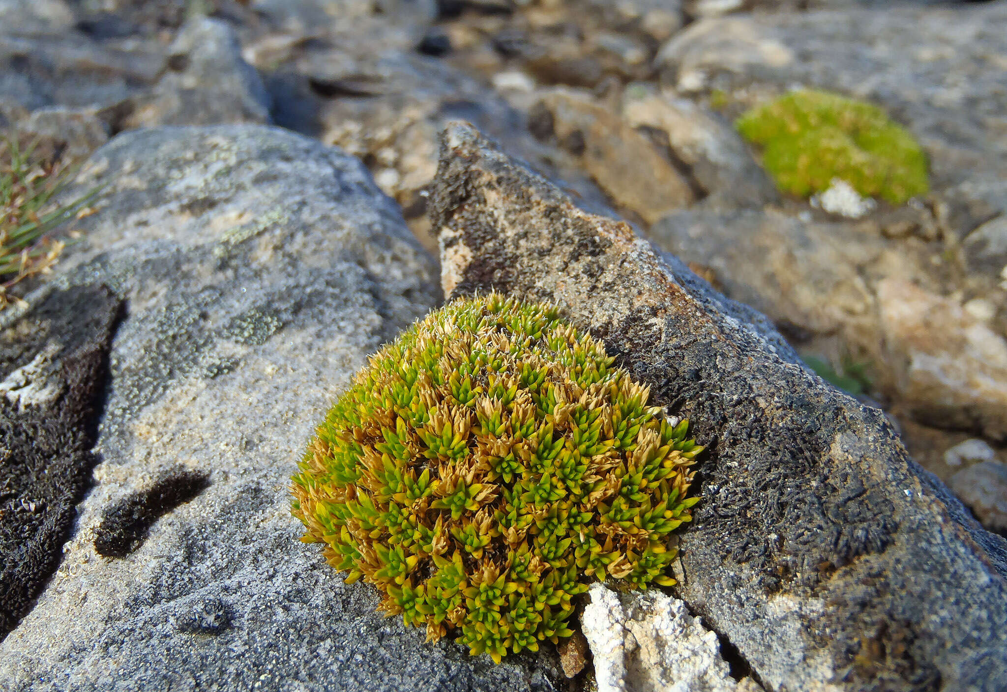 Image of Colobanthus