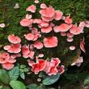 Image of Mycena roseilignicola Corner 1994