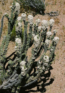 Image of Nassauvia glomerata (Gillies ex D. Don) Wedd.