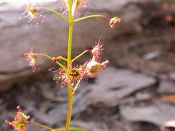 Image of Drosera peltata Thunb.