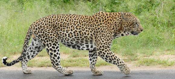 Image of Leopard