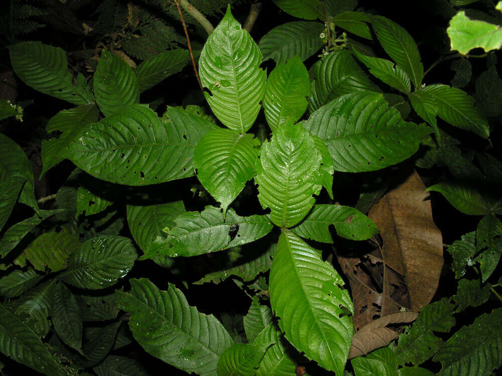 Plancia ëd Psychotria acicularis C. M. Taylor