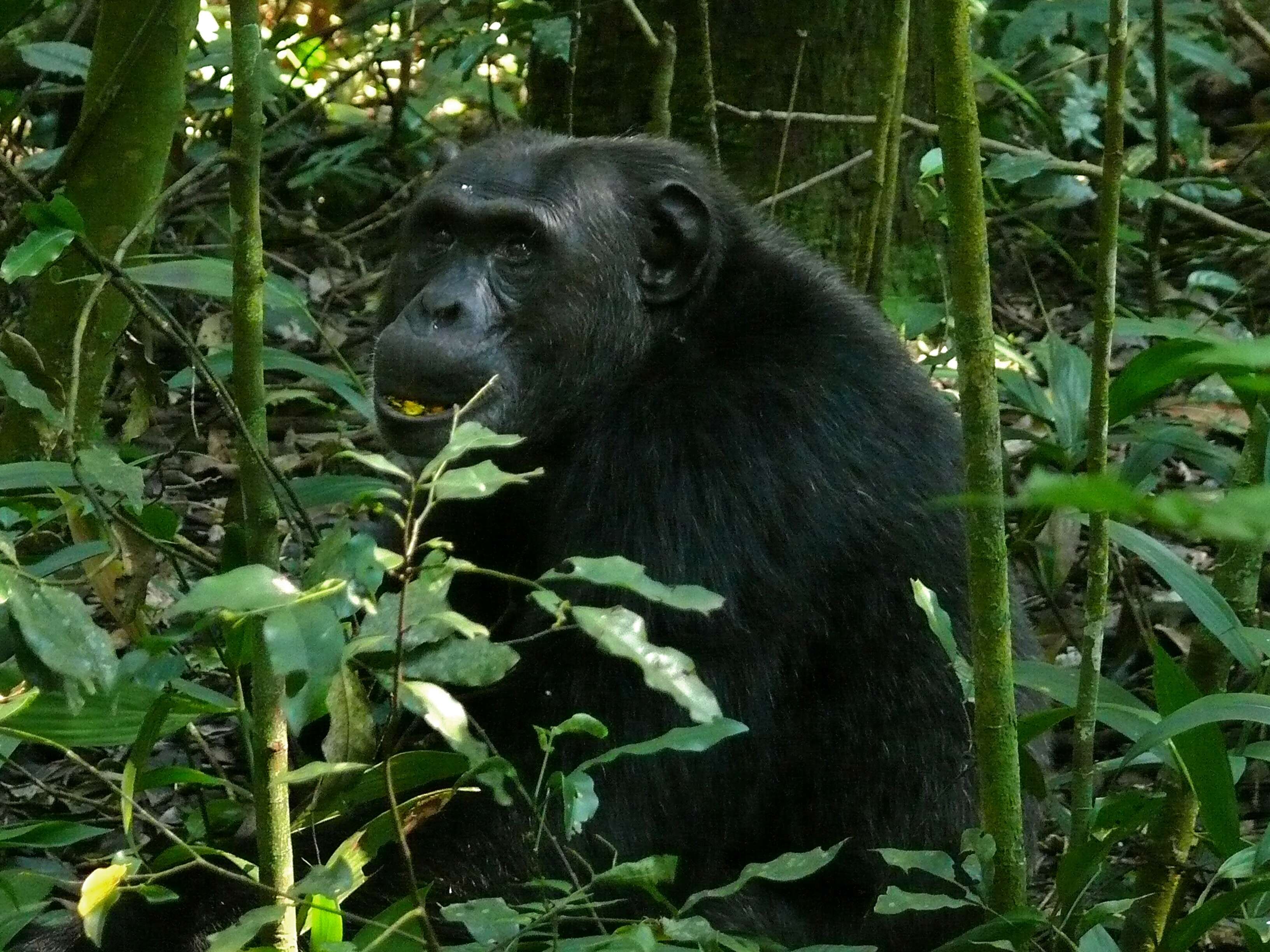 Image of Chimpanzees