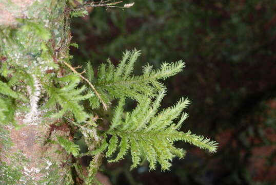 Image of Lopidium struthiopteris Fleischer 1908