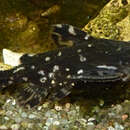 Image of Spotted raphael catfish