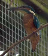 Image of Alcedo Linnaeus 1758