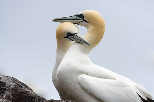 Image of Gannet