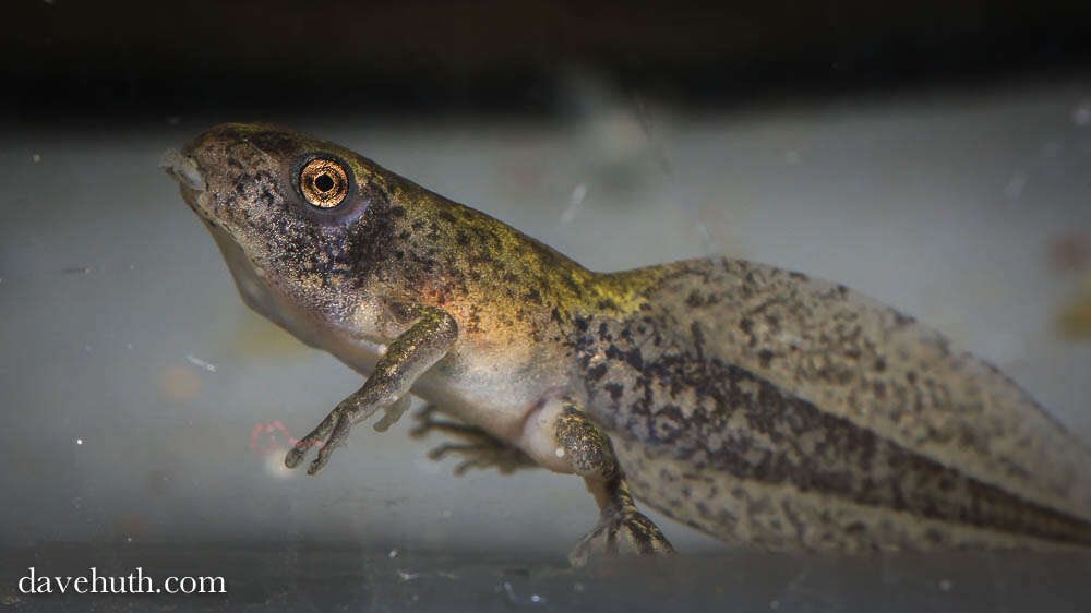 Image of Gray Treefrog