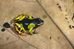 Image of Baron's Mantella