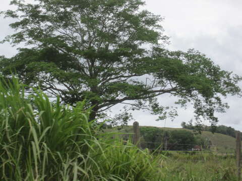 Image de Guanacaste