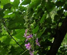 Image of loosestrife