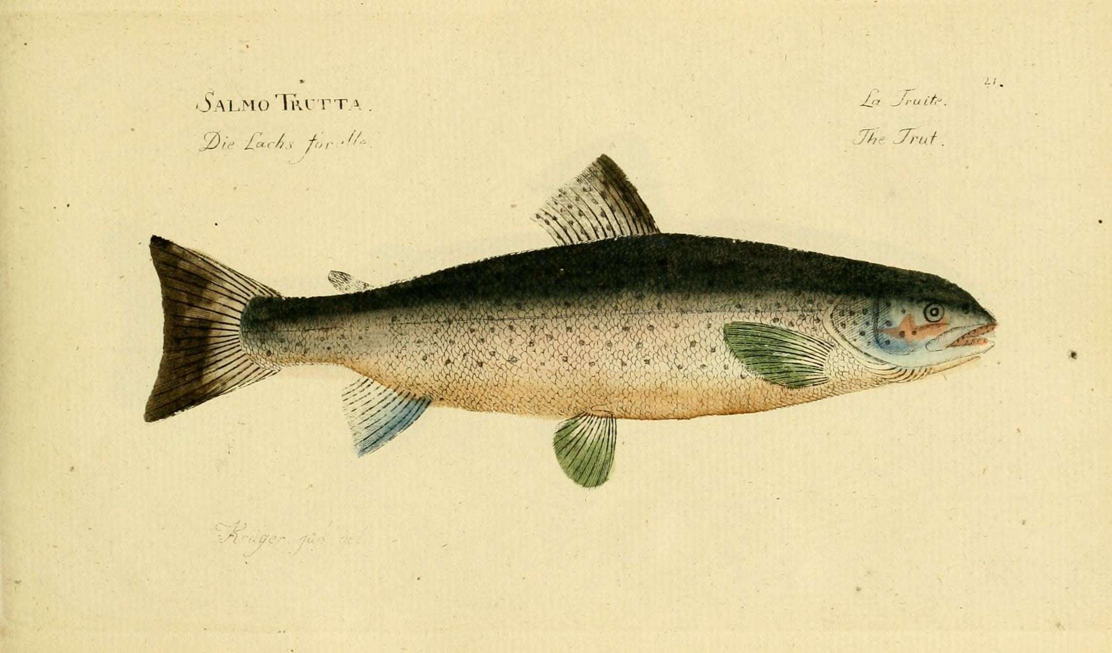 Image of Salmo trutta