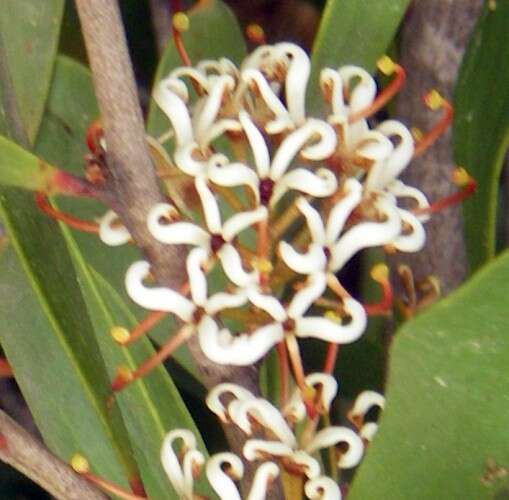 Image of Hakea pandanicarpa R. Br.