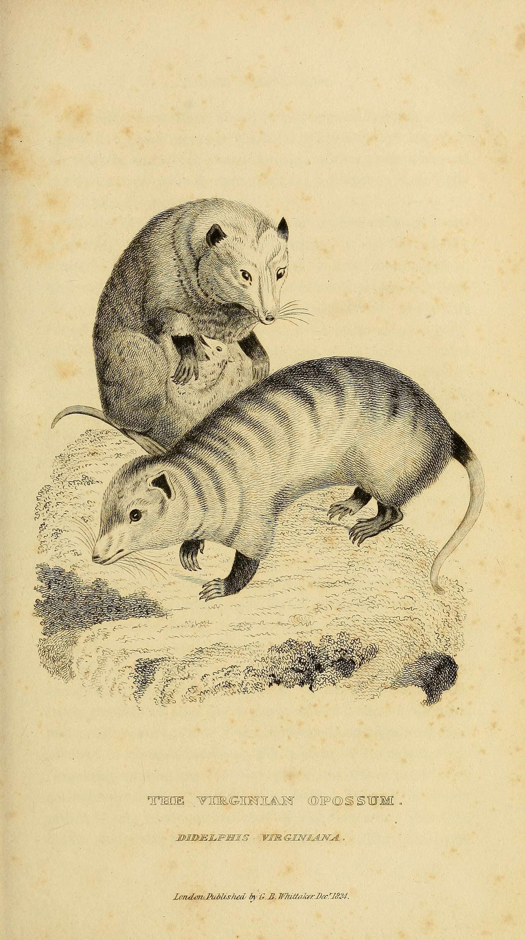 Image of Didelphis Linnaeus 1758