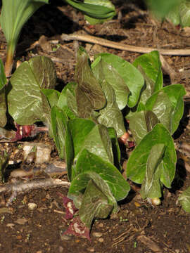 Image of Wild ginger