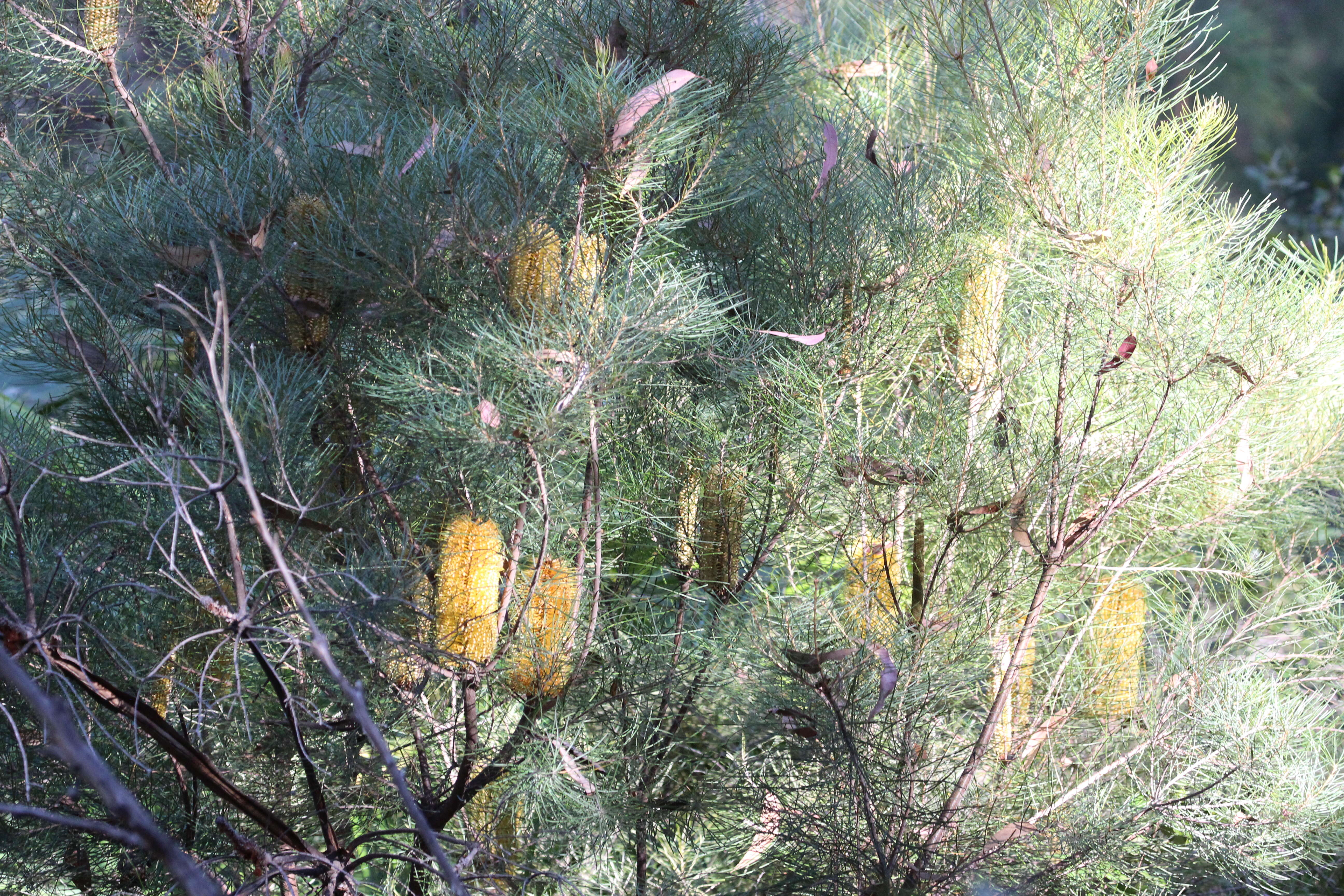 Image of banksia