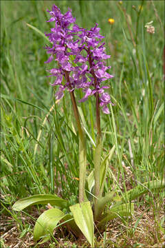 صورة Orchis mascula subsp. speciosa (Mutel) Hegi