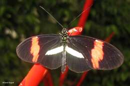 Image of Heliconius melpomene Linnaeus 1758