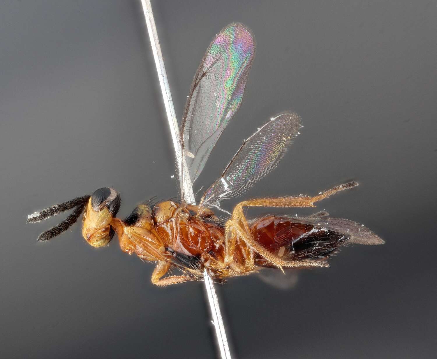 Image of eulophid wasps