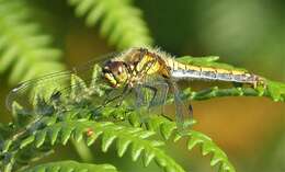 Image of Sympetrum Newman 1833