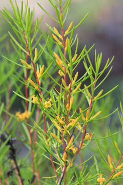 Image of Persoonia juniperina Labill.