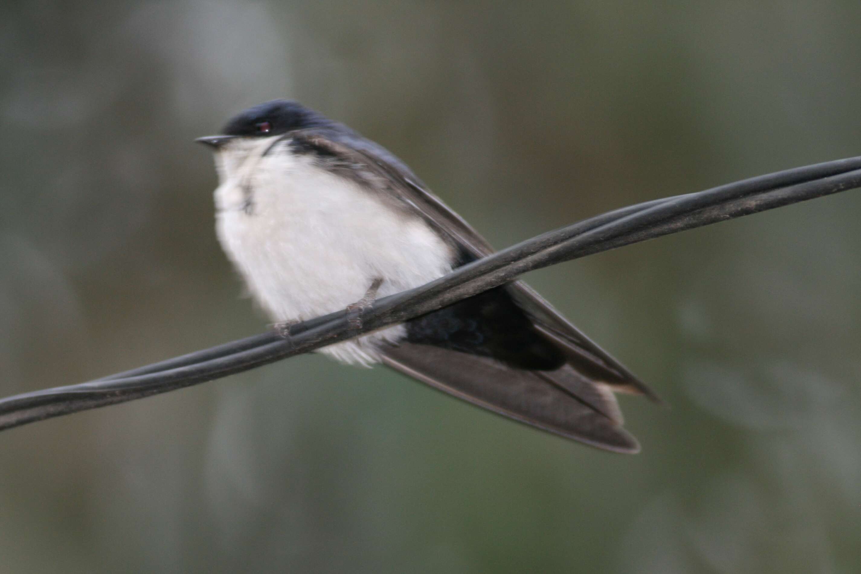 Imagem de Notiochelidon cyanoleuca cyanoleuca (Vieillot 1817)