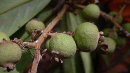 Image of Myrcia obversa (D. Legrand) E. Lucas & C. E. Wilson