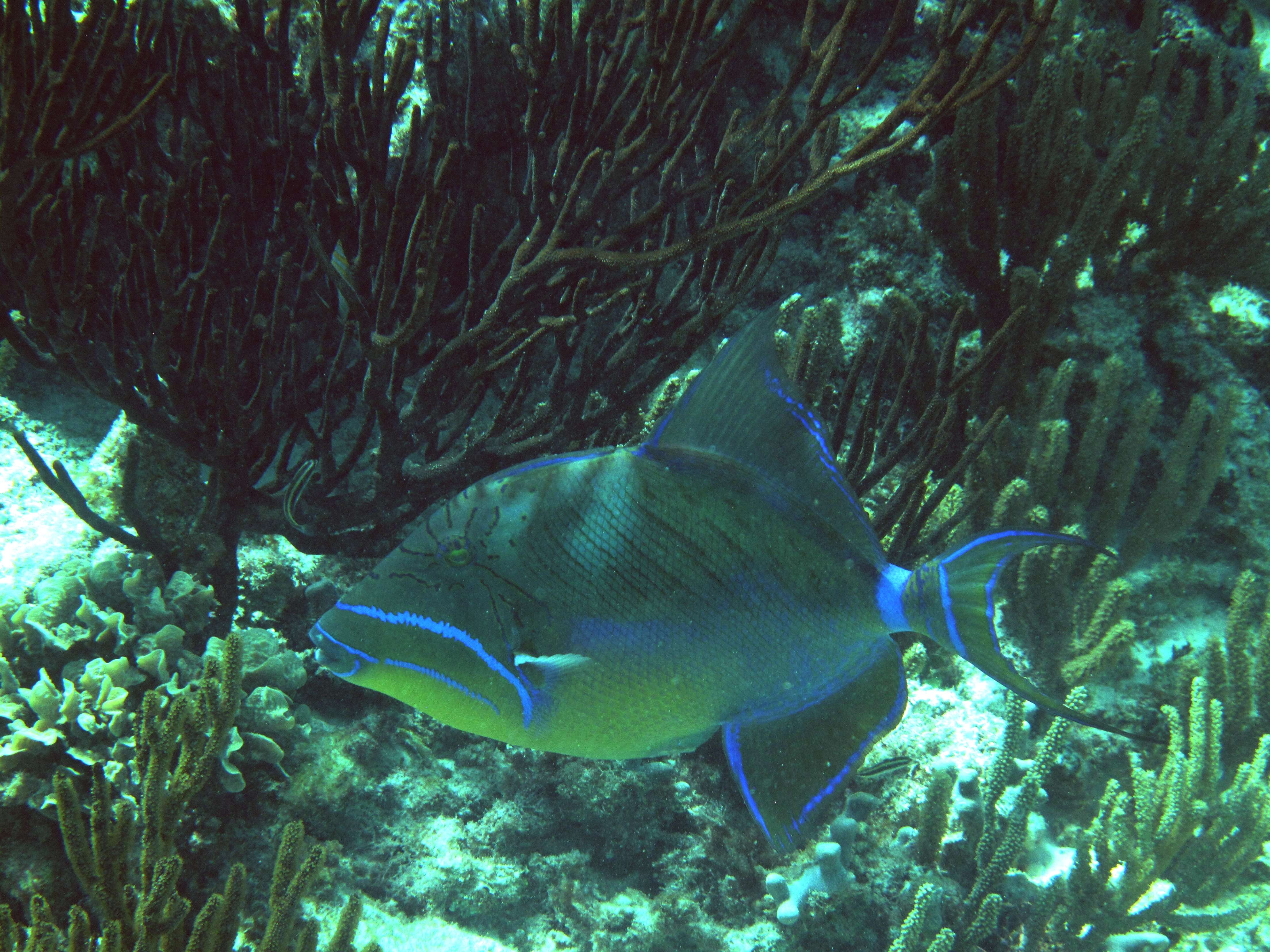 Image of Triggerfish