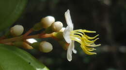 Image of Miconia jucunda (DC.) Triana