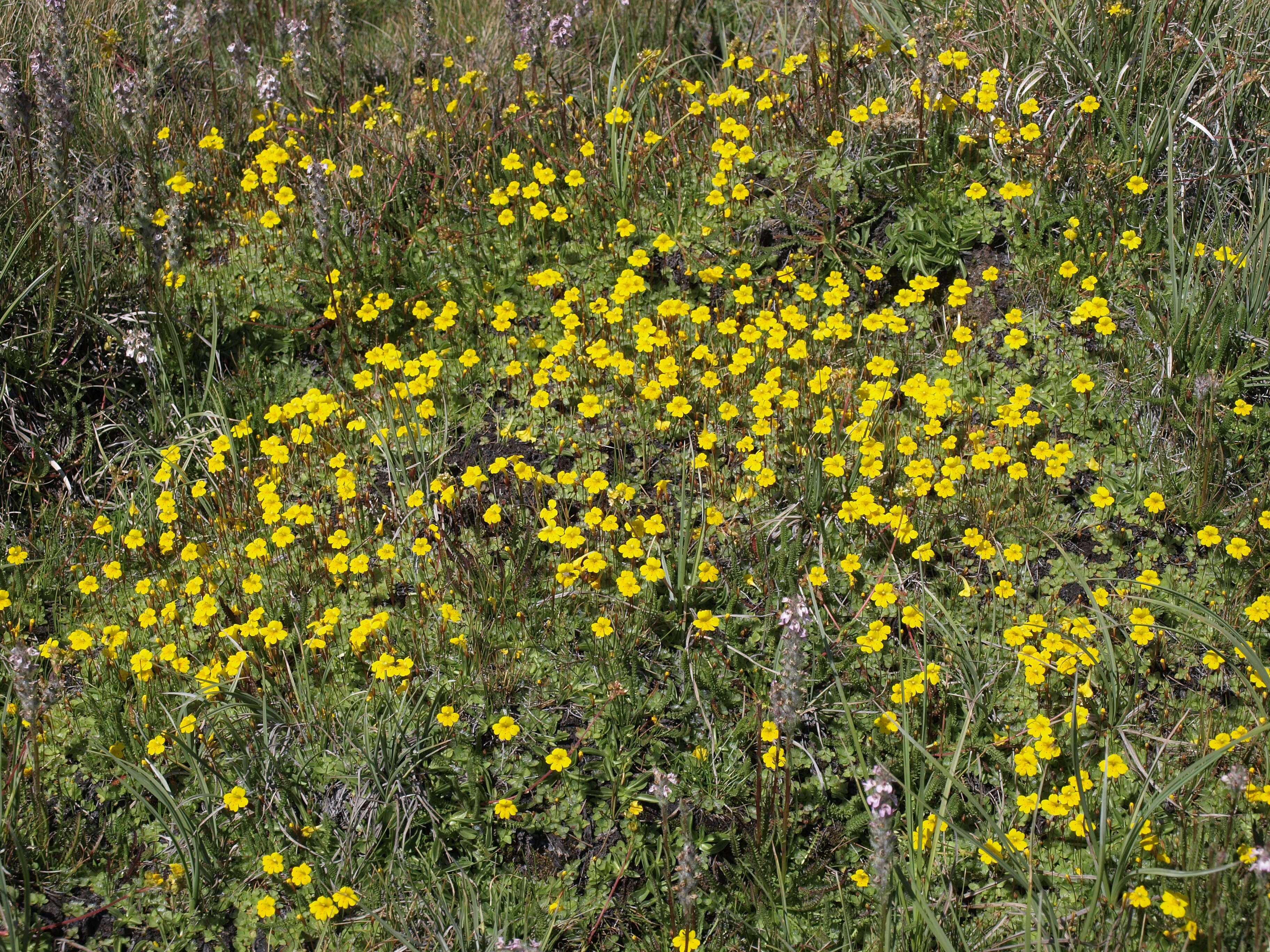 Image of Yellow Creeping Monkey-Flower