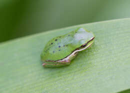 Image of Pelodryadidae Günther 1858