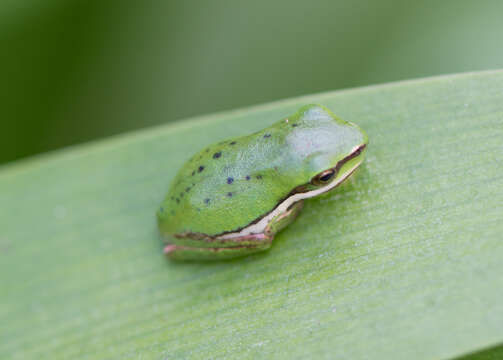 Image of Eastern Dwarf Tree Frog