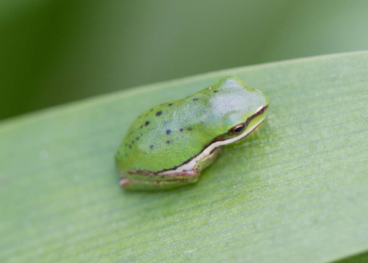 Pelodryadidae Günther 1858的圖片