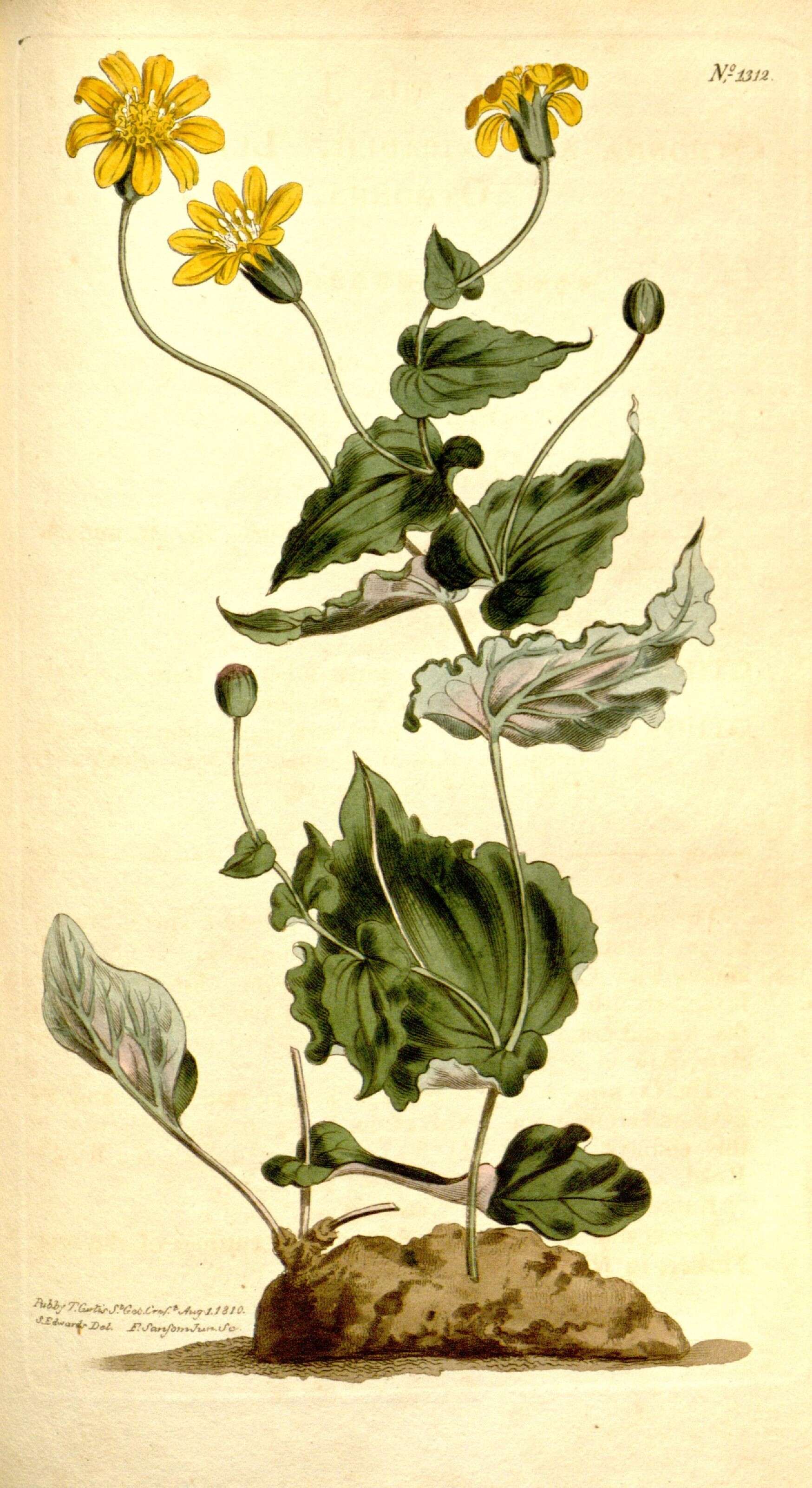 Image of Asteraceae